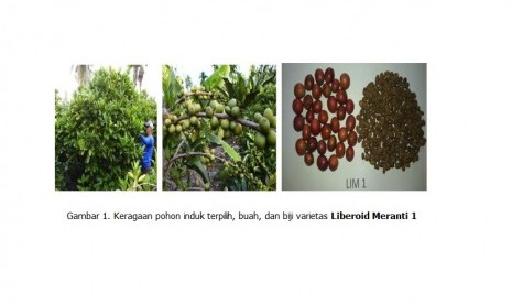   Keragaman pohon induk terpilih, buah, dan biji varietas Liberoid Meranti 1