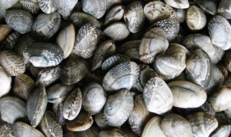 Kerang