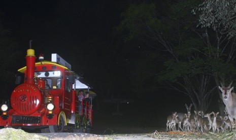 Kereta wisata malam di Taman Safari Indonesia