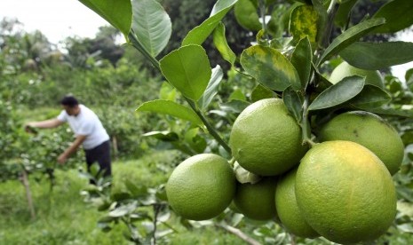 Ketua Badan Usaha Milik Desa (Bumdes) Makmur Jaya, Achmad Sulaiman menunjukkan buah jeruk lemon Amerika yang dibudidayakan di Kampung Kebun Jukut, Desa Sukamantri, Tamansari, Kabupaten Bogor, Jawa Barat, Selasa (23/4/2019).