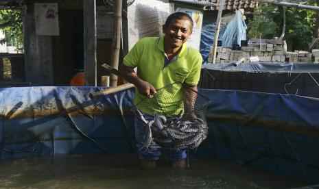 Ketua kelompok budidaya ikan Prima Makmur, Desa Jenggolo, Kecamatan Jenu, Kabupaten Tuban, Liek Setiadji memperlihatkan ikan lele hasil budidaya kelompoknya, baru- baru ini. Program kemandirian dan pengembangan usaha oleh PT Semen Indonesia (Persero) Tbk/ (SIG) telah mendorong peningkatan produksi kelompok UMKM budidaya ikan tersebut.