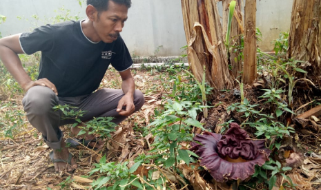 Ketua RT 40 Dadan Subhan, menunjukan bungai bangkai yang mekar di tanah kosong di Gg Flamboyan III, Kelurahan Nagri Kaler, Kecamatan/Kabupaten Purwakarta, Kamis (20/9). 