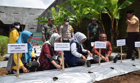 Ketua Tim Penggerak PKK Kabupaten Banyumas Erna Husein melakukan gerakan tanam cabai dalam rangka penyediaan bahan pangan di tingkat rumah tangga dan pengendalian inflasi di daerah, Rabu (9/11/22). 