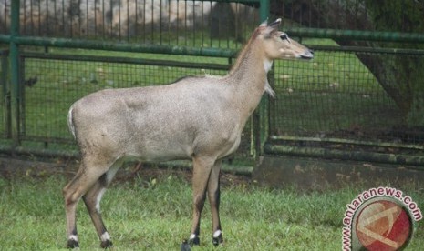 Kijang emas kalimantan