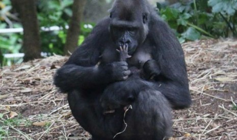 Kimya dan bayinya dipertunjukkan pertama kali di depan umum.