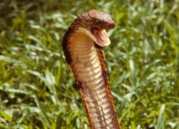 King Cobra