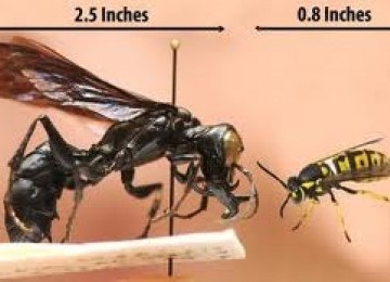 King of Wasps yang ditemukan di Sulawesi