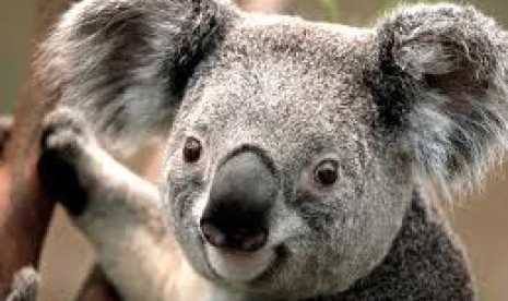 Koala