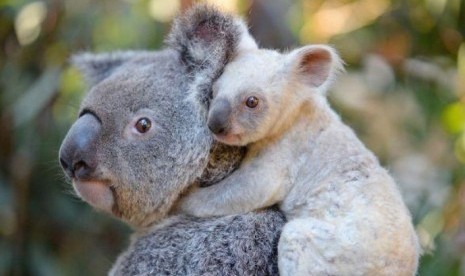 Sebanyak 30 persen populasi koala di New South Wales mati karena kebakaran hutan. Ilustrasi.