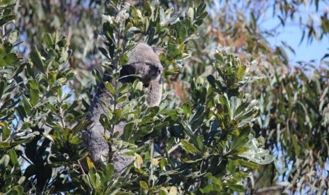 Koala bernama Foxtrot sudah dipasang GPS mini sehingga pergerakannya bisa diketahui. 