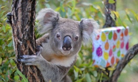 Koala, binatang endemik Australia, populasinya tertekan akibat kebakaran hutan.