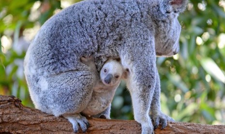 Koala putih 