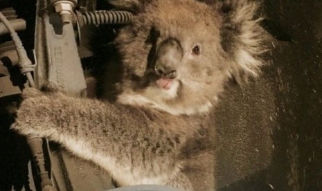 Koala yang terjebak dalam poros roda mobil dan menempuh perjalanan 16 km.