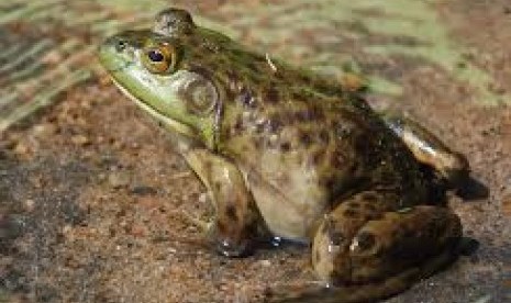 Populasi katak 'chicken frog' asal Dominika turun drastis, dan menjadi fenomena kepunahan hewan tercepat yang pernah tercatat ilmuwan.