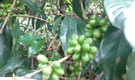 Kopi Ciwidey: Buah kopi Ciwidey dari Kampung Gambung, lereng Gunung Tilu, Kabupaten Bandung.