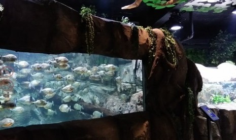 Koleksi hewan laut di Jakarta Aquarium, Jakarta Barat.