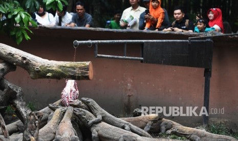 Kebun Binatang Surabaya bersiap untuk buka kembali dengan menerapkan protokol kesehatan yang ketat. Foto, pengunjung menyaksikan koleksi Komodo di Kebun Binatang Surabaya (ilustrasi) 