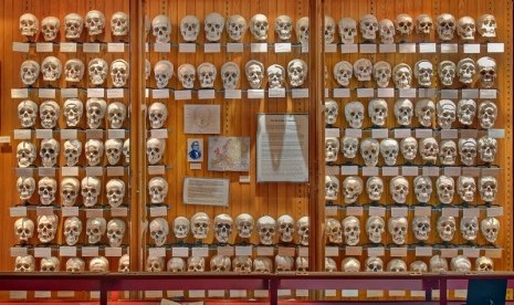 Koleksi tulang tengkorak milik drJoseph Hyrtl di Museum Mutter