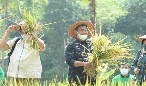 Komisi IV DPR RI-Kementan Panen Padi Varietas Inpari IR Nutri Zinc di Kulon Progo.