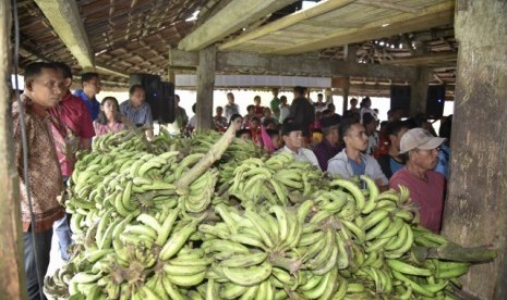 Komoditas pisang di Halmahera Barat (Halbar), Maluku Utara. 