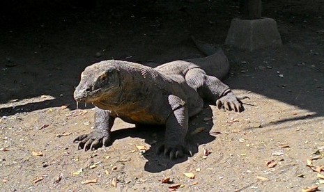 Komodo