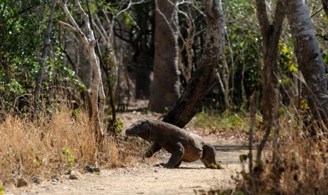 Komodo passes in National Parks in Komodo Island in East Nusa Tenggara (illustration)