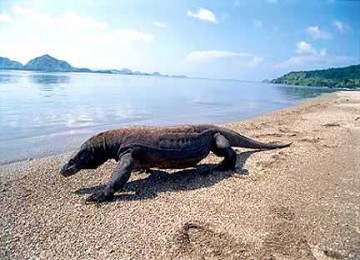 Komodo