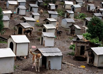 Kompleks pemukiman anjing So Ama di Brazil