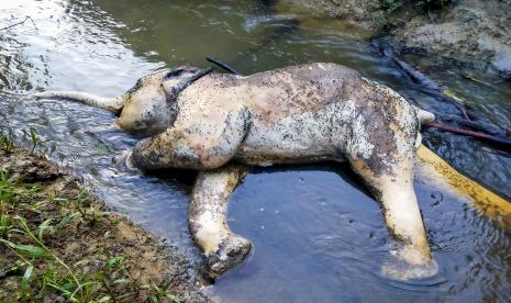 Kondisi bangkai gajah sumatera (Elephas maximus sumatranus) yang ditemukan mati di hutan produksi Desa Peunaron Lama, Kecamatan Peunaron, Kabupaten Aceh Timur, Aceh, Sabtu (30/4/2022). Gajah berjenis kelamin jantan itu ditemukan mati diduga akibat terkena jerat.