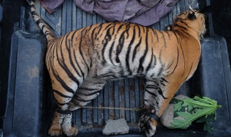 95 Gambar Wajah Harimau Sumatera Paling Bagus Gambar Pixabay