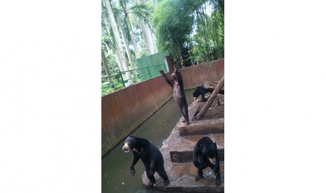 Kondisi Beruang Madu di Kebun Binatang Bandung, memprihatinkan, salah satu beruang terlihat sangat kurus. Mereka, berebut makanan saat ada pengunjung yang melemparkan makanan, Rabu (18/1).