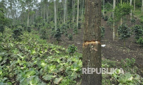 Kondisi hutan di hulu sungai Cikamir yang rusak akibat hujan deras di Pasirwangi, Kabupaten Garut, Sabtu (24/9). Pemicu banjir bandang di Kabupaten Garut dikarenakan rusaknya hulu sungai Cikamiri. (Mahmud Muhyidin)