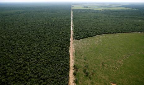 Kondisi hutan di wilayah Formosa, Argentina.