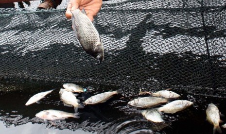 Kondisi ikan mati di kolam ikan jaring. (Ilustrasi)