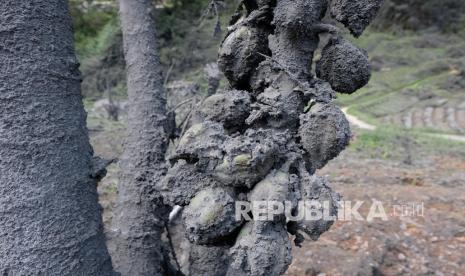 Kondisi tanaman Carica atau pepaya Dieng yang tertutup lumpur akibat erupsi freatik kawah Sileri di kawasan dataran tinggi Dieng desa Kepakisan, Batur, Banjarnegara, Jateng, Selasa (4/5/2021). Erupsi kawah Sileri yang terjadi pada (30/4/2021) mengakibatkan sedikitnya 20 hektare lahan pertanian rusak dan pipa untuk pemandian wisata air panas putus. 