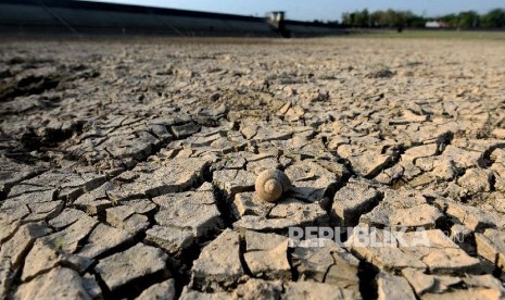 Kondisi Waduk Botok yang mengering di Kedawung, Sragen, Jawa Tengah.