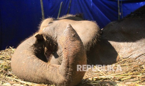  Kondisi Yani, gajah Lampung di Kebun Binatang milik Yayasan Margasatwa Tamansari Bandung itu kian memburuk setiap harinya, Rabu (11/5). 