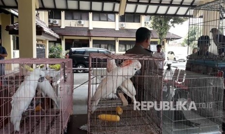 Kementerian Lingkungan Hidup dan Kehutanan (KLHK) melaporkan 1.594 akun penjual satwa dilindungi ke Kementerian Komunikasi dan Informatika (Kemenkominfo) sepanjang 2021. (Foto: Satwa dilindungi)