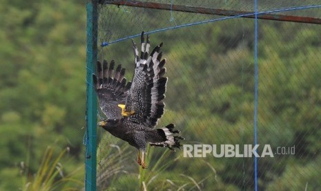 Konservasi Elang : Pusat Konservasi Elang Kamojang (PKEK) melepasliarkan sepasang Elang Ular Bido (Spilornis Cheela) di kawasan Hutan Kamojang, Kabupaten Garut, Jawa Barat, Kamis (19/10).