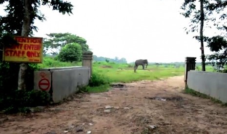 Konservasi gajah liar di Taman Nasional, Way Kambas, Lampung Timur