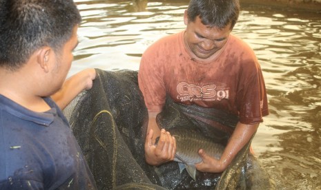 Batak fish conservation by Batangtoru hydropower in South Tapanuli, North Sumatra.