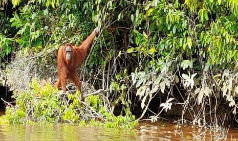 Konservasi orang utan di Pulau Salat, yang dikembangkan PT Sawit Sumbermas Sarana Tbk (SSMS).