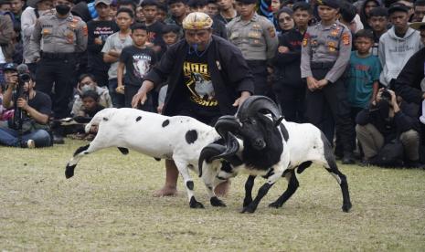 Kontes ketangkasan adu domba di Kabupaten Garut kembali dilakukan, pada Sabtu (15/10/2022) dan Ahad (16/10/2022), setelah kegiatan itu sempat dilarang dalam beberapa bulan terakhir akibat penyebaran penyakit mulut dan kuku (PMK).