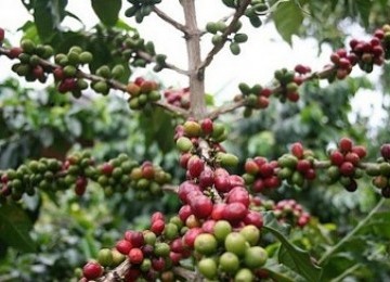 Kopi Arabika Gayo