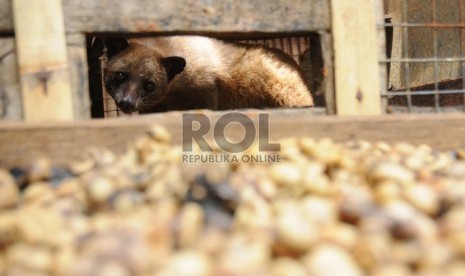 Kopi luwak berasal dari biji kopi pilihan hewan luwak.