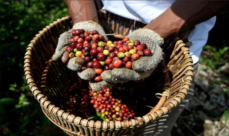 Kopi robusta Ulubelu, Tanggamus, Lampung. 