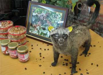 Kopi Luwak