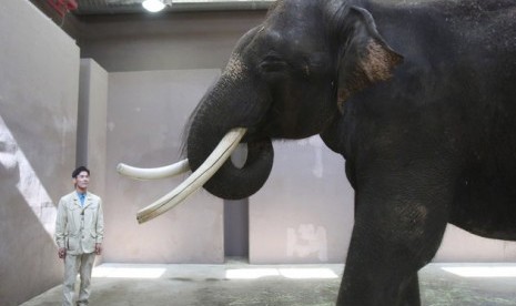 Koshik, a 22-year-old Asian elephant, puts his trunk in his mouth to modulate sound next to his chief trainer Kim Jong-gab at the Everland amusement park in Yongin, South Korea, Friday, Nov. 2, 2012.   