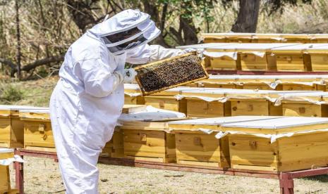 Kota pertanian Arab Saudi, Al Baha, memproduksi 800 ton madu terbaik setiap tahun.