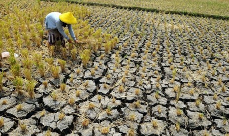 Krisis Pangan (ilustrasi). Dalam laporan yang ditulis Organisasi Pangan dan Pertanian PBB (FAO)  disebutkan bahwa pada 2022, terdapat sekitar 258 juta orang di 58 negara yang menghadapi kerawanan pangan akut pada tingkat krisis atau tingkat yang lebih buruk.